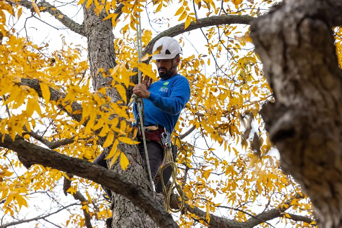 Skilled Storm Damage Cleanup crew working in Avella